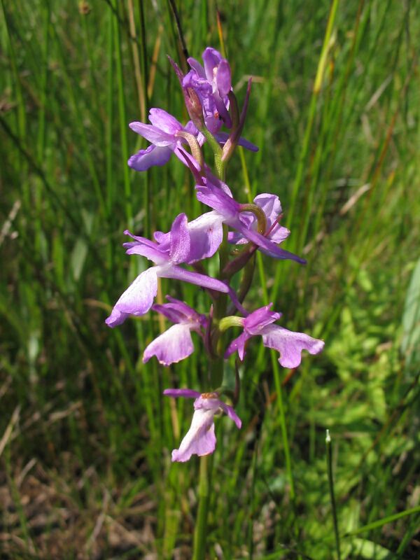 Orchis palustris